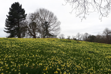 Image of Warley Place Nature Reserve in the Spring with a field of daffodils in bloom in the foreground and two large trees in the background.