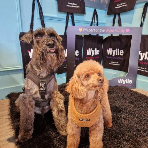 Two dogs taking part in the Wylie Wellness Centre Dog Friendly Trail in September 2024.